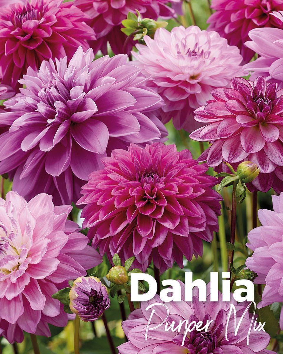 Baby Flower bulbs Flower bulbs - Dahlia Purper Mix