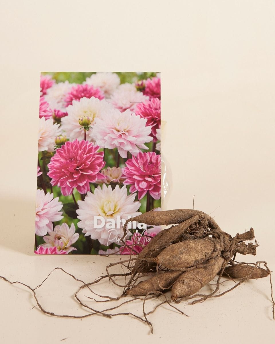 Baby Flower bulbs Flower bulbs - Dahlia Pink Mix