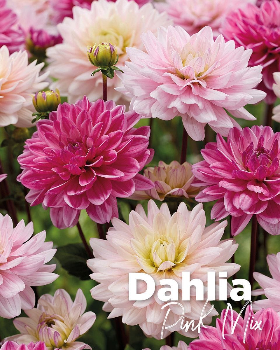 Baby Flower bulbs Flower bulbs - Dahlia Pink Mix