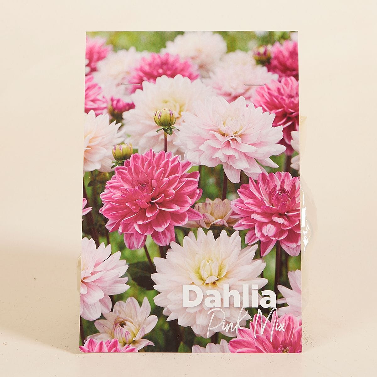 Baby Flower bulbs Flower bulbs - Dahlia Pink Mix
