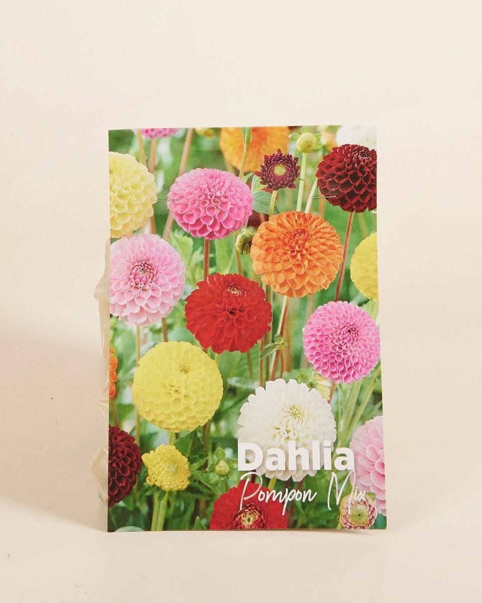 Baby Flower bulbs Flower bulbs - Dahlia Pompon Mix