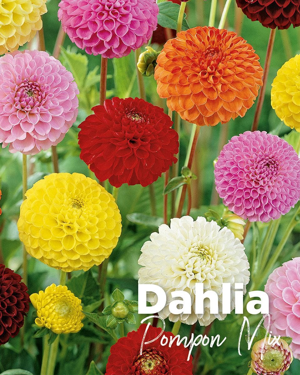Baby Flower bulbs Flower bulbs - Dahlia Pompon Mix