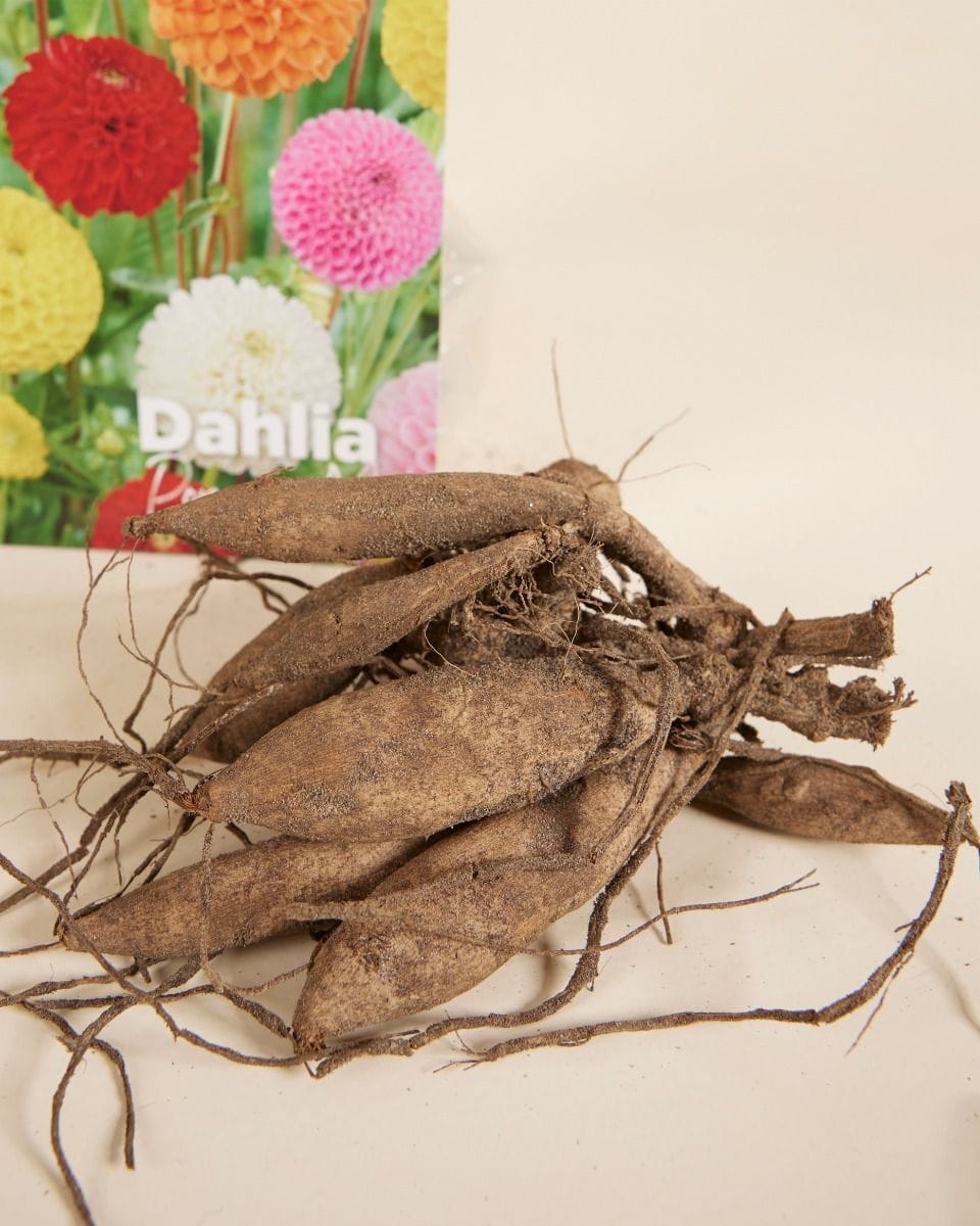 Baby Flower bulbs Flower bulbs - Dahlia Pompon Mix