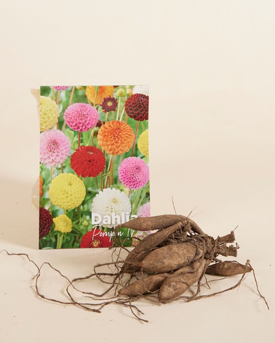 Baby Flower bulbs Flower bulbs - Dahlia Pompon Mix