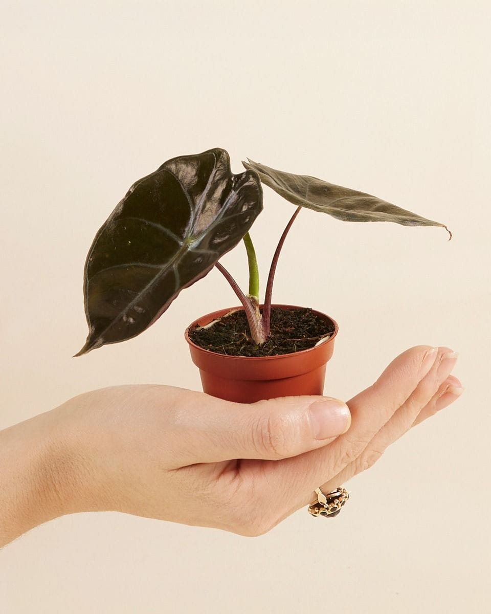 Baby Alocasia Elephant Ears Suhirmaniana Red Petiole