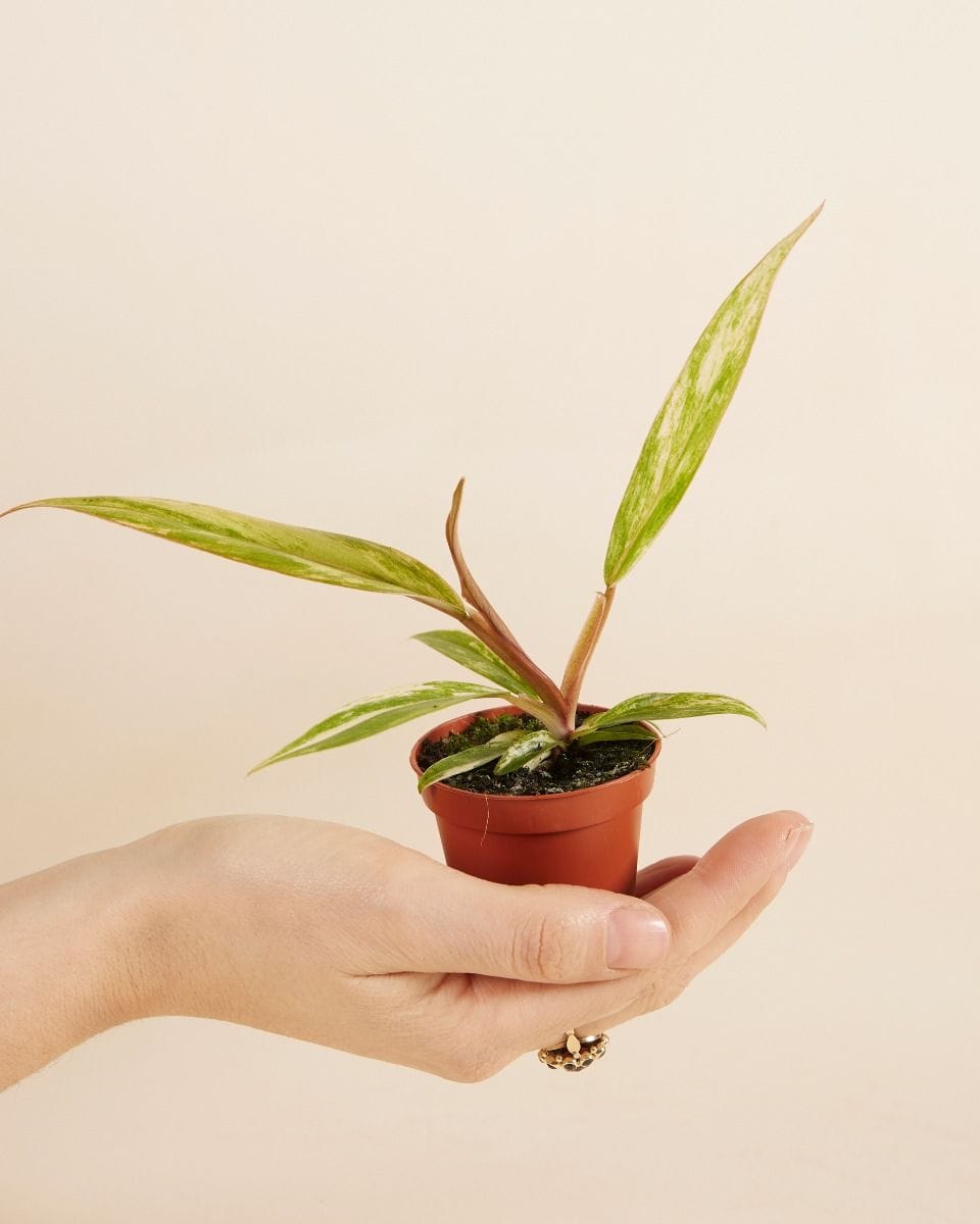 Baby Philodendron Caramel Marble