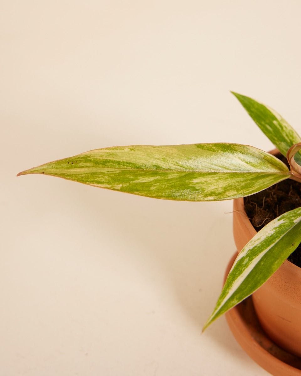 Baby Philodendron Caramel Marble