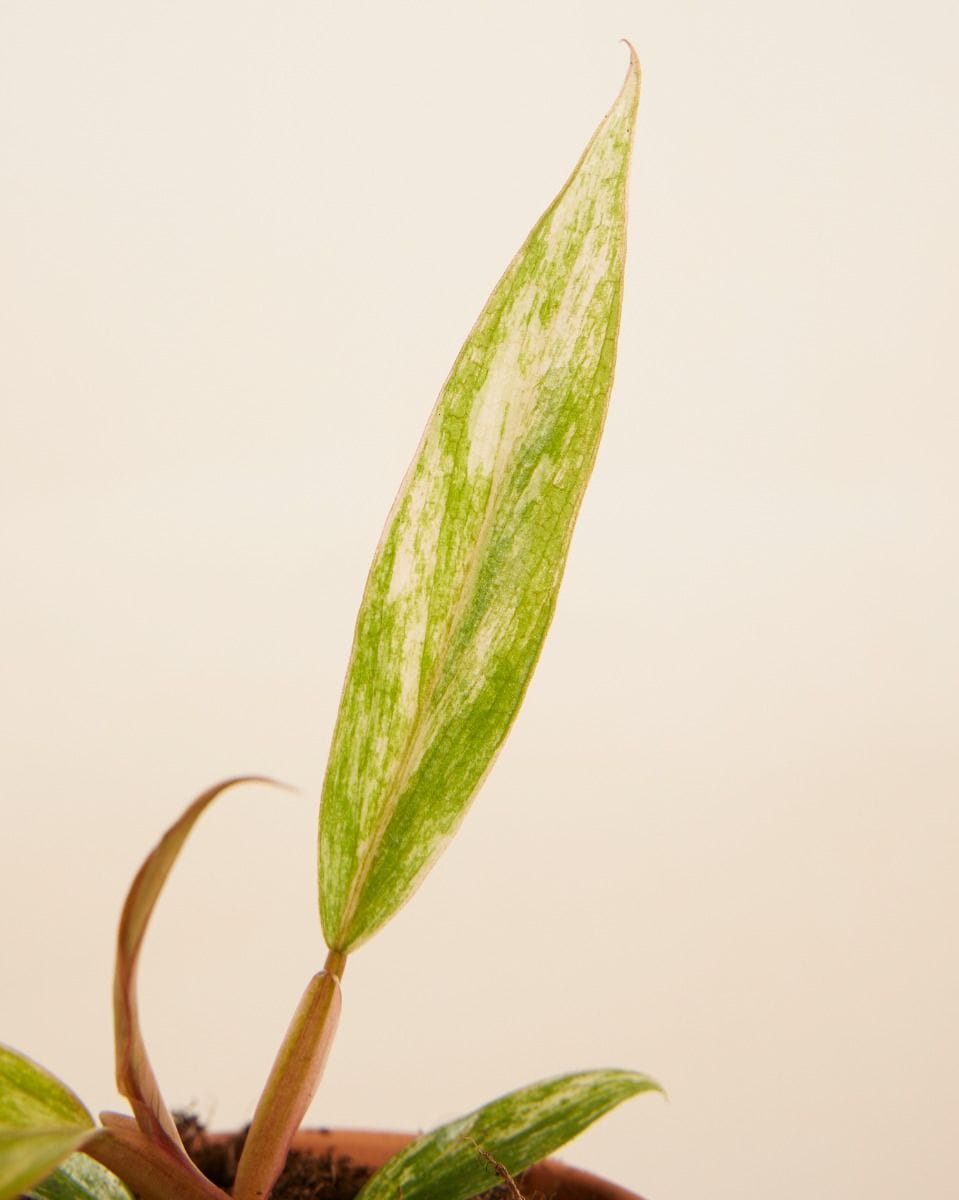 Baby Philodendron Caramel Marble