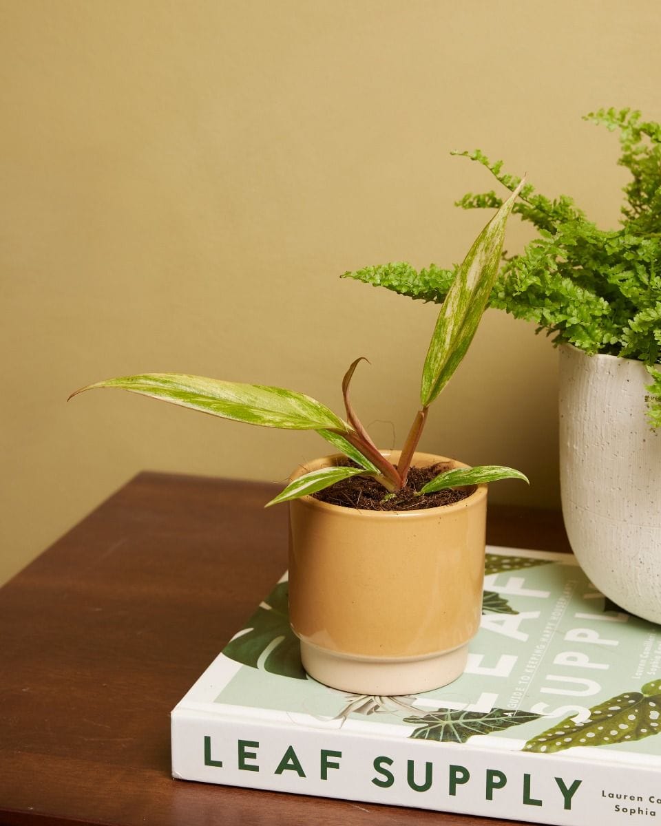 Baby Philodendron Caramel Marble