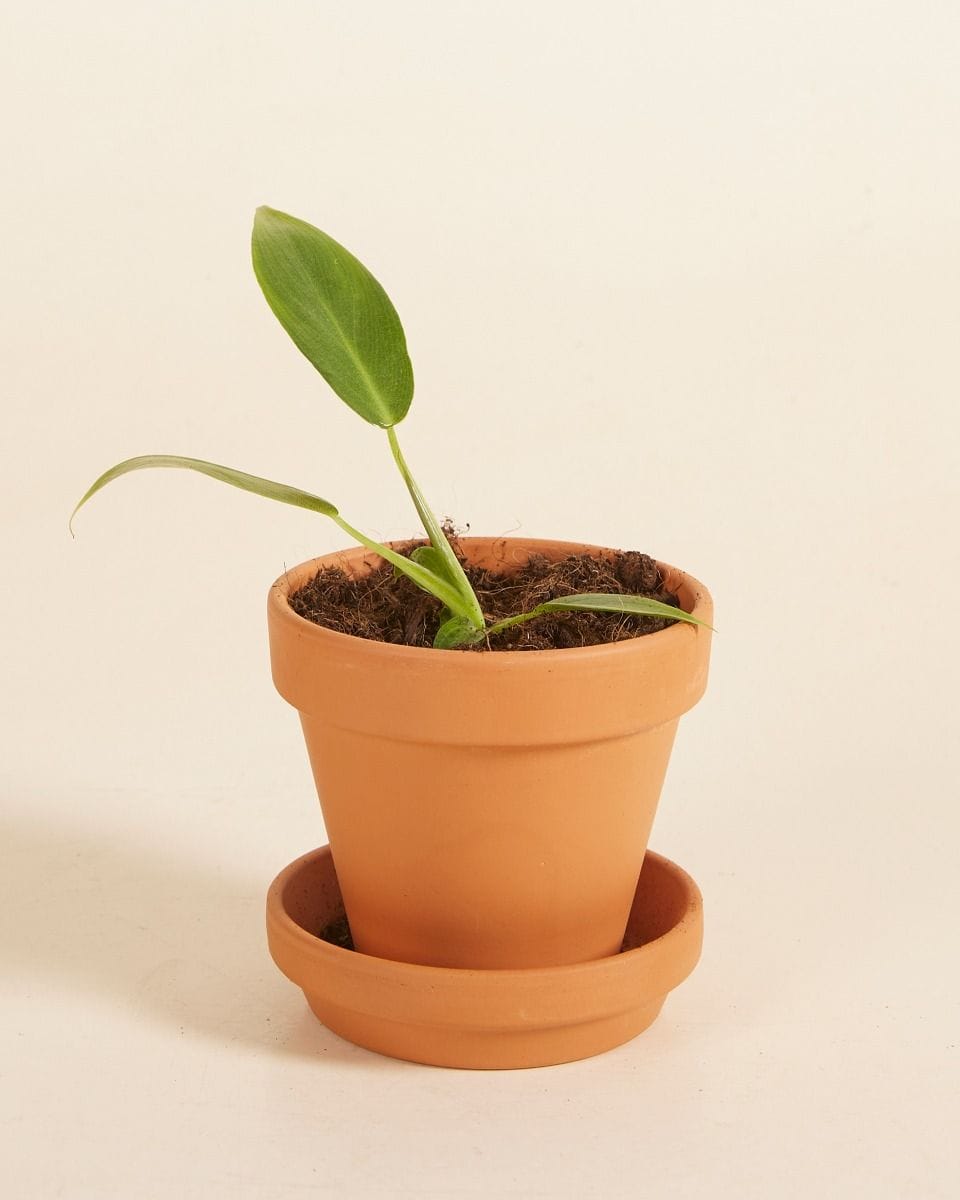 Baby Philodendron Spiritus Sancti