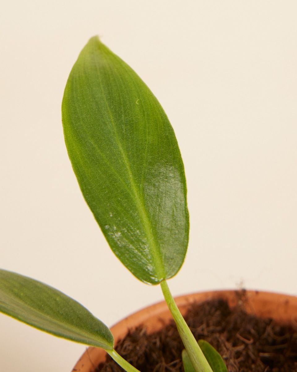Baby Philodendron Spiritus Sancti