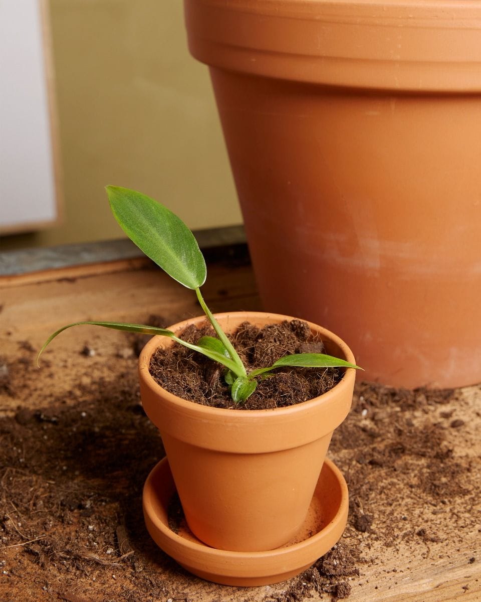 Baby Philodendron Spiritus Sancti
