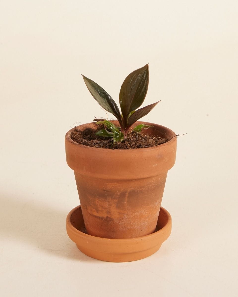 Baby Philodendron Linnaei Kunth