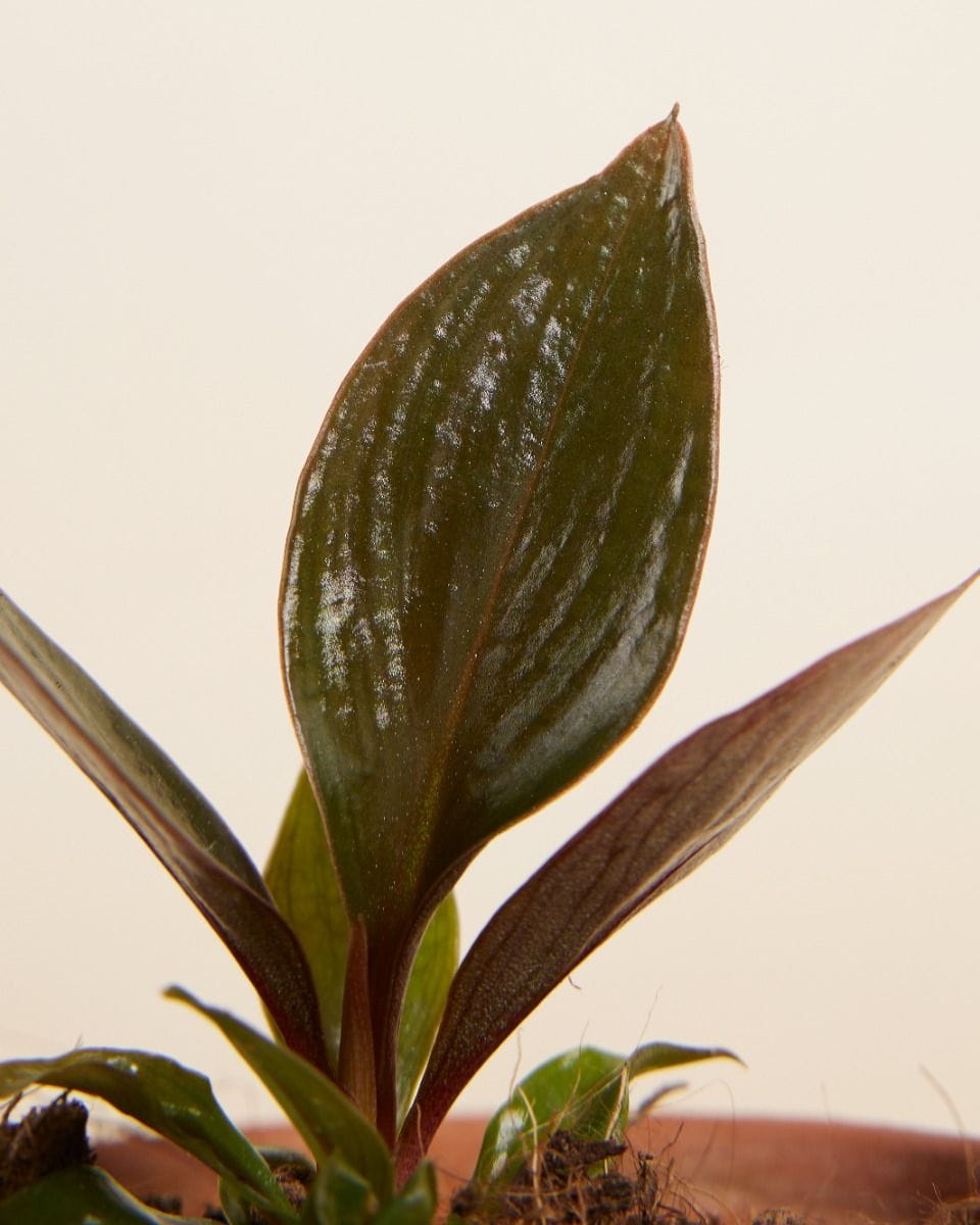 Baby Philodendron Linnaei Kunth