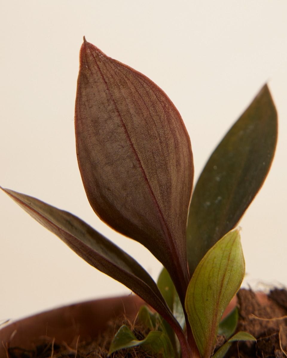 Baby Philodendron Linnaei Kunth