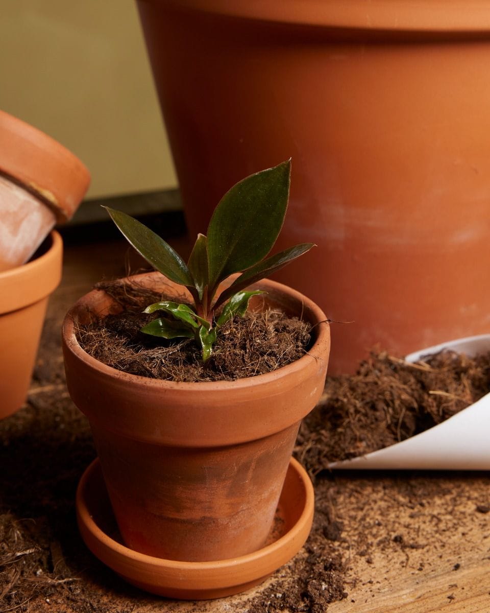 Baby Philodendron Linnaei Kunth