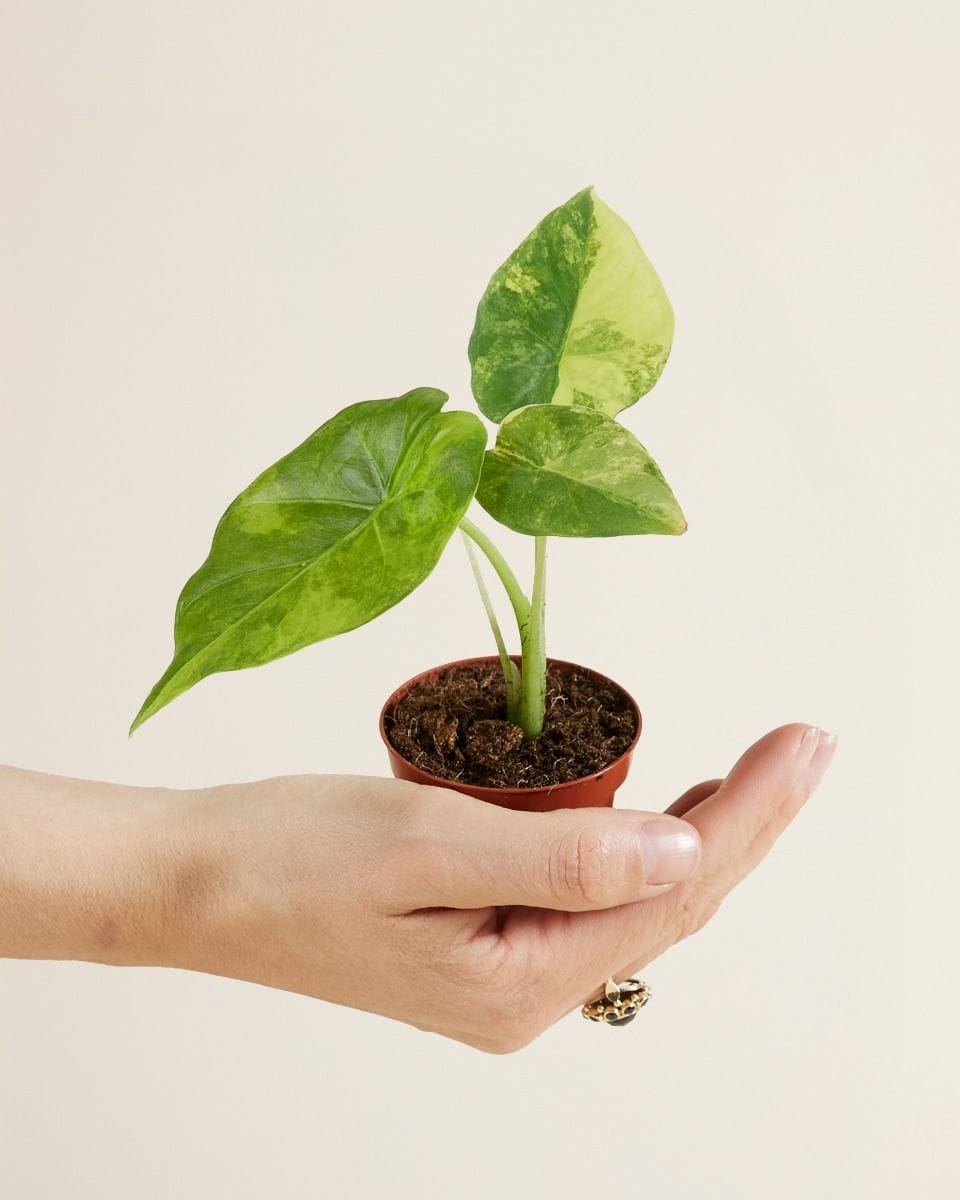 Baby Alocasia Macrorrhiza Aurea Variegata