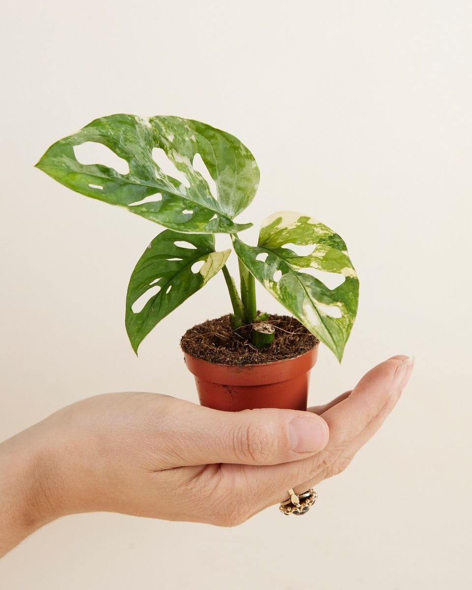 Baby Monstera Adansonii Variegated