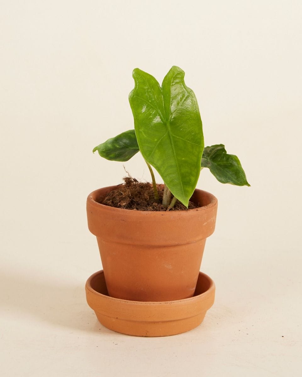 Baby Alocasia Elephant Ears Nycteris Batwing