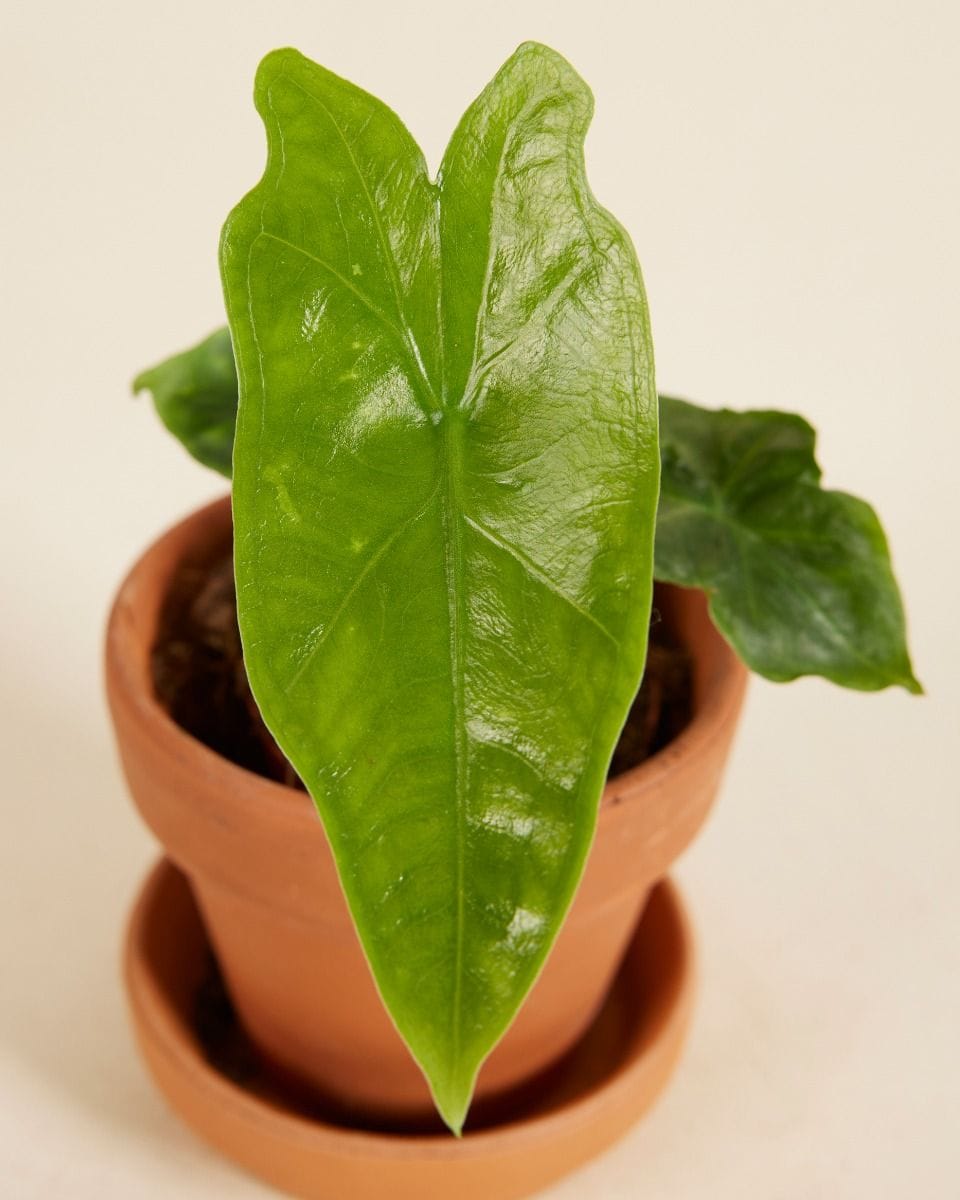 Baby Alocasia Elephant Ears Nycteris Batwing