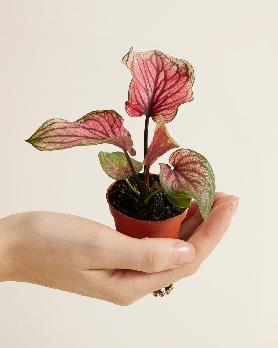 Baby Caladium Lucia