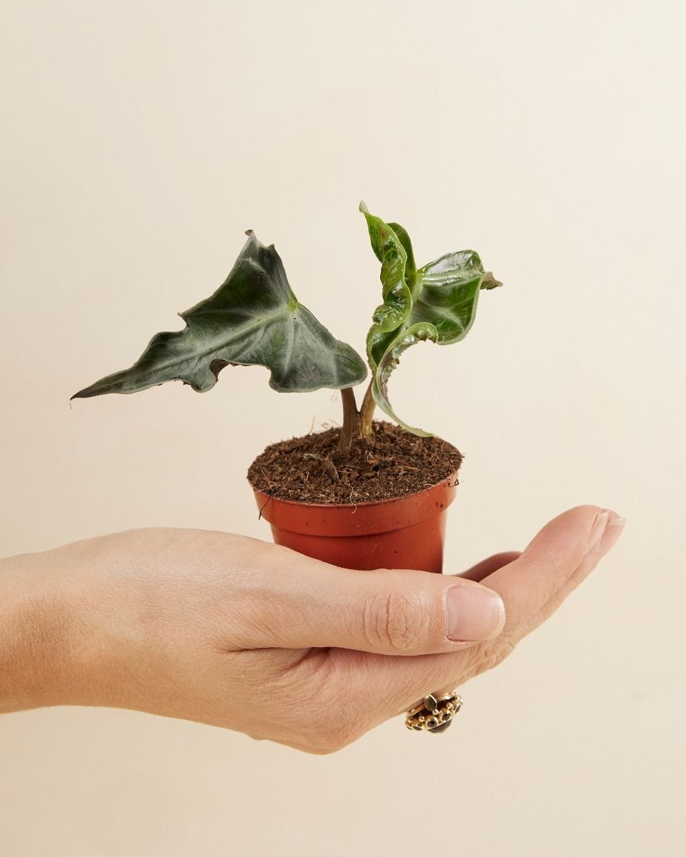 Baby Alocasia Elephant Ear Loco