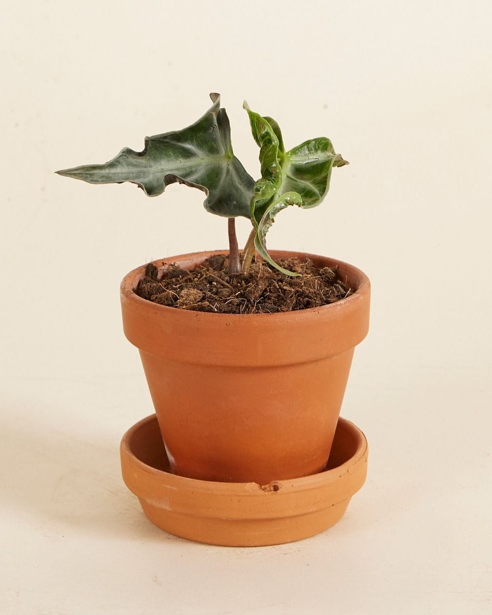 Baby Alocasia Elephant Ear Loco