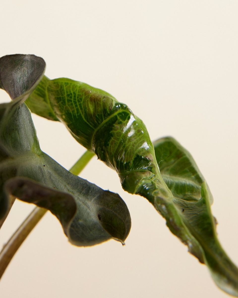 Baby Alocasia Elephant Ear Loco