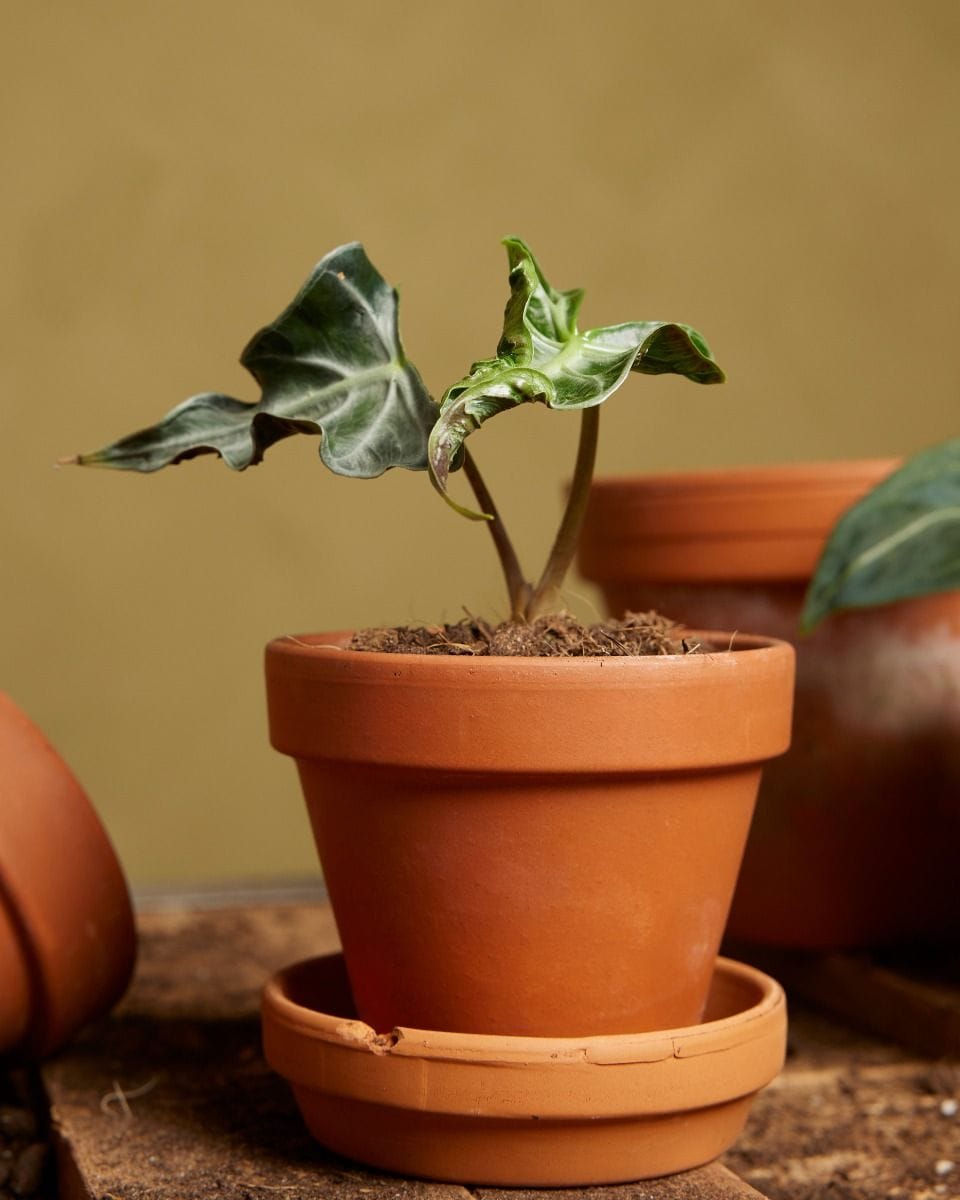 Baby Alocasia Elephant Ear Loco