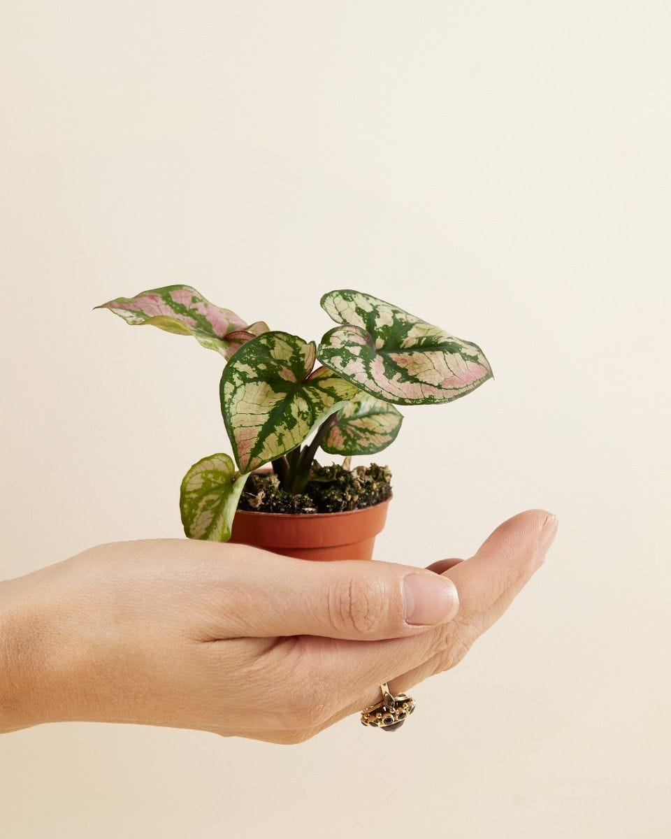 Baby Caladium Caladium - Purple Light