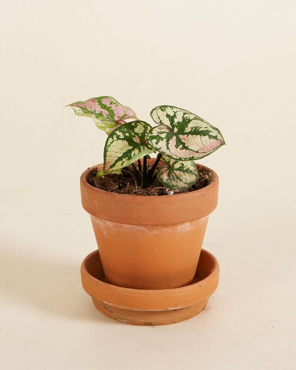 Baby Caladium Caladium - Purple Light