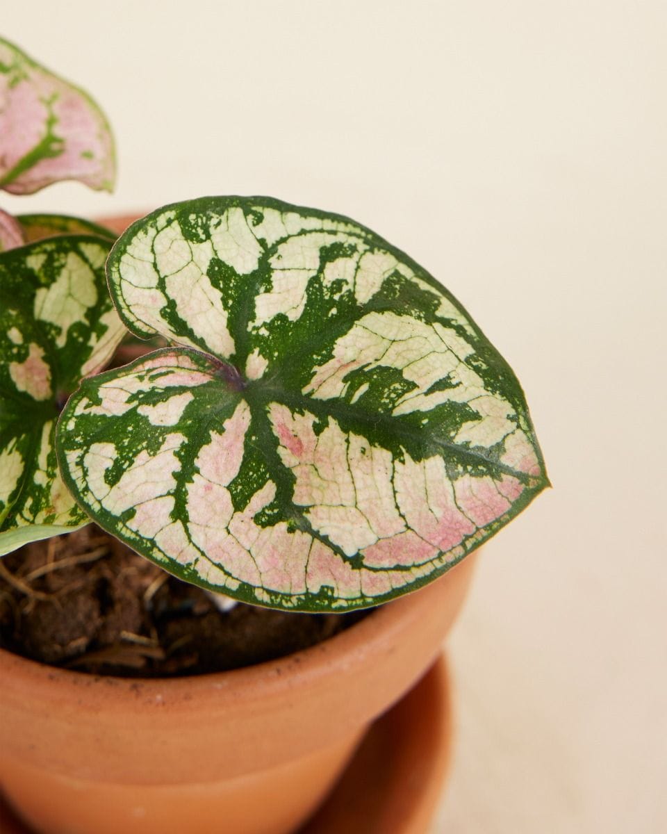 Baby Caladium Caladium - Purple Light