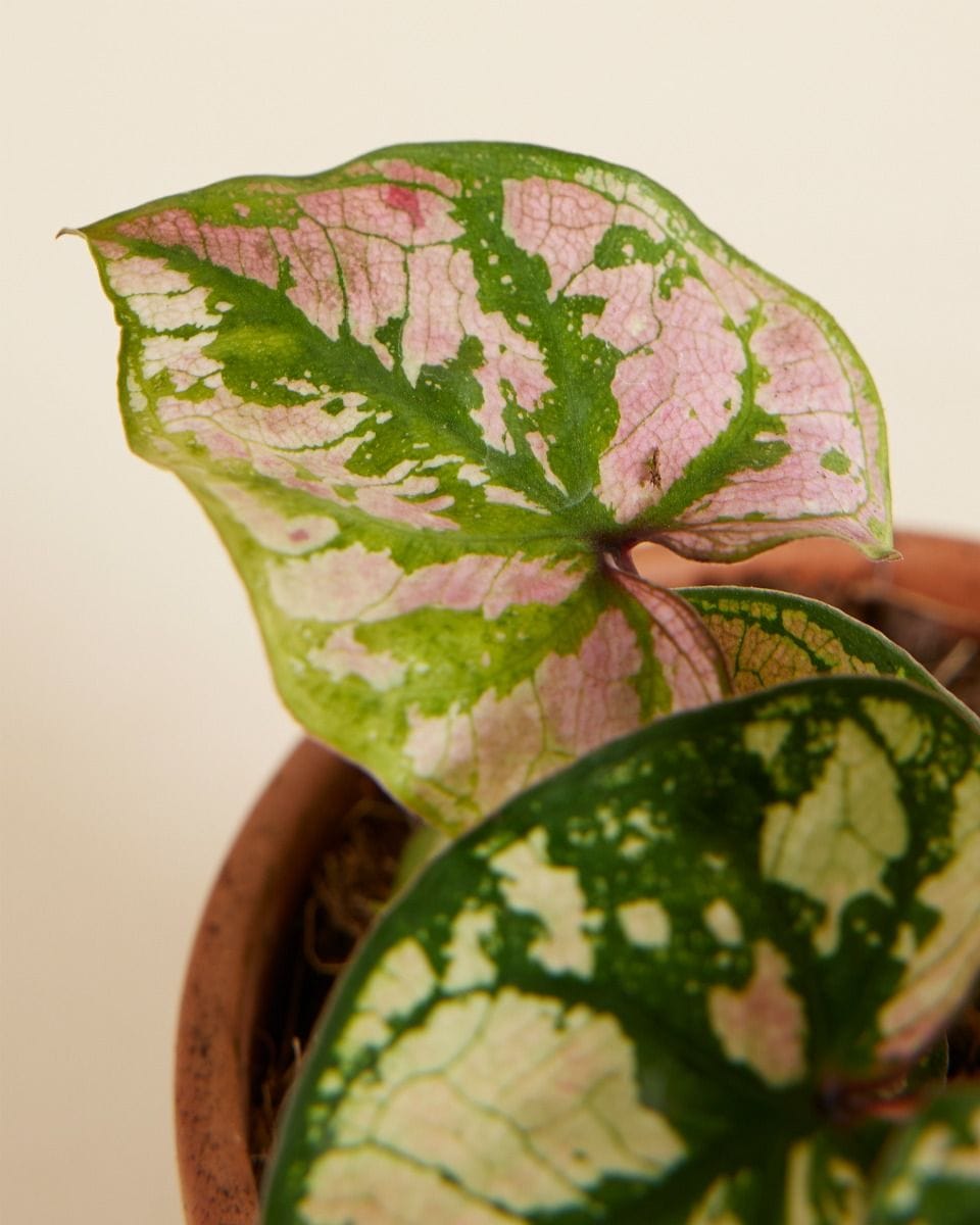 Baby Caladium Caladium - Purple Light
