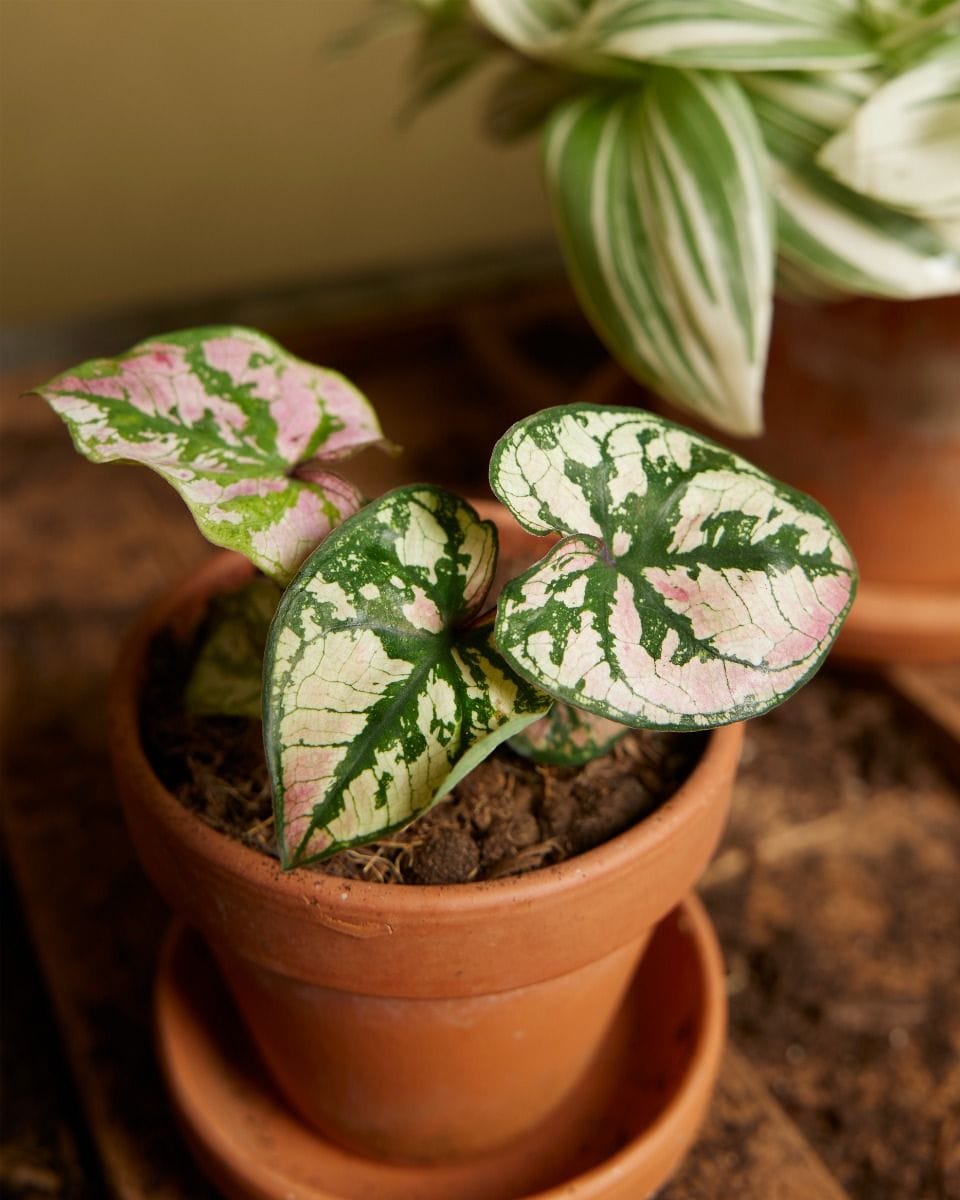 Baby Caladium Caladium - Purple Light