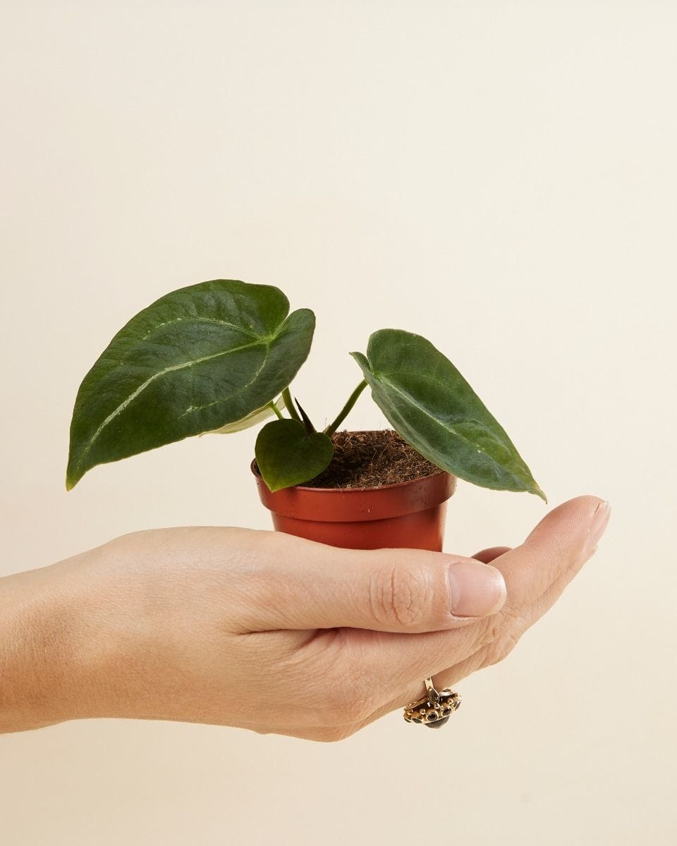 Baby Anthurium Forgetii