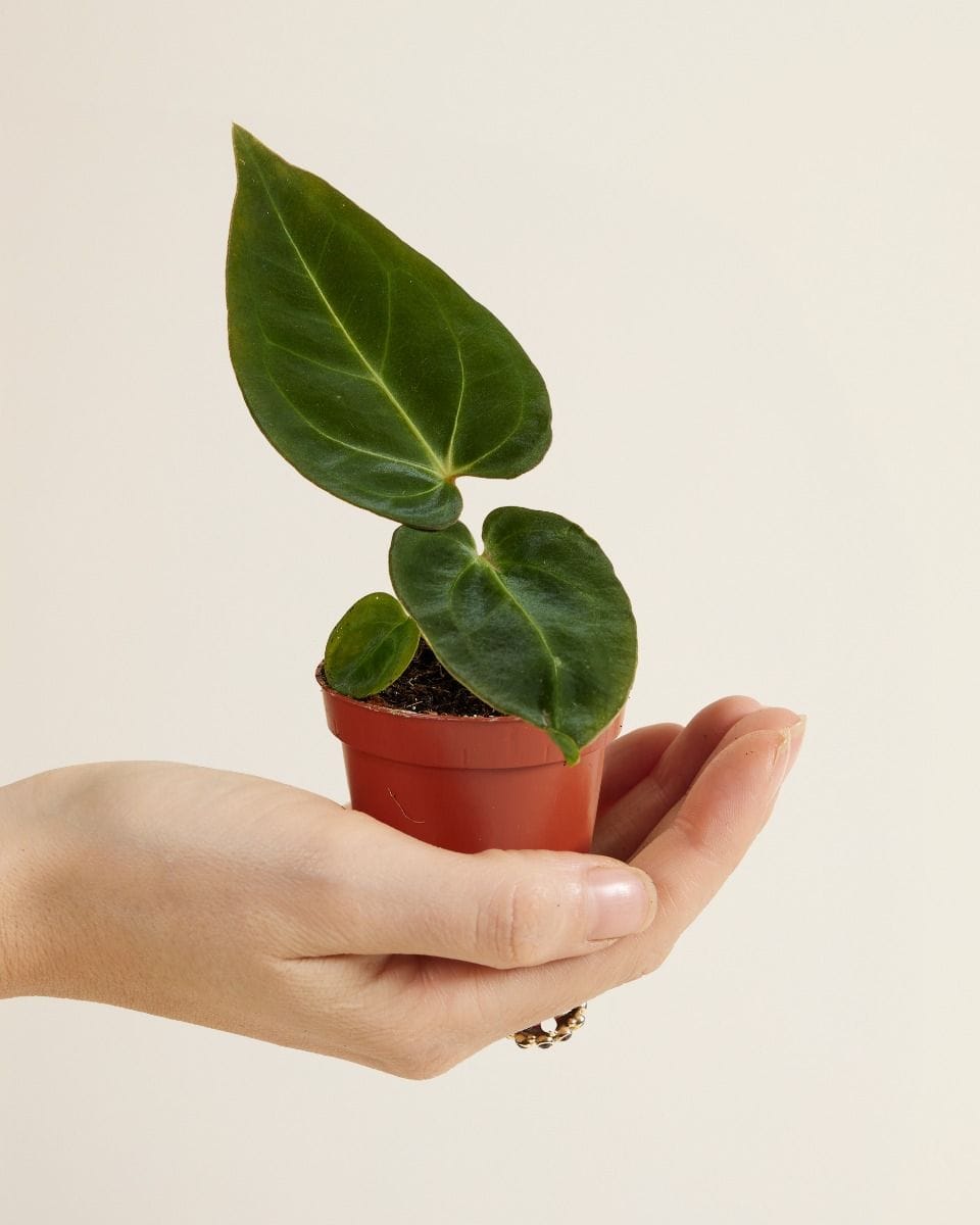 Baby Anthurium Dark Phoenix