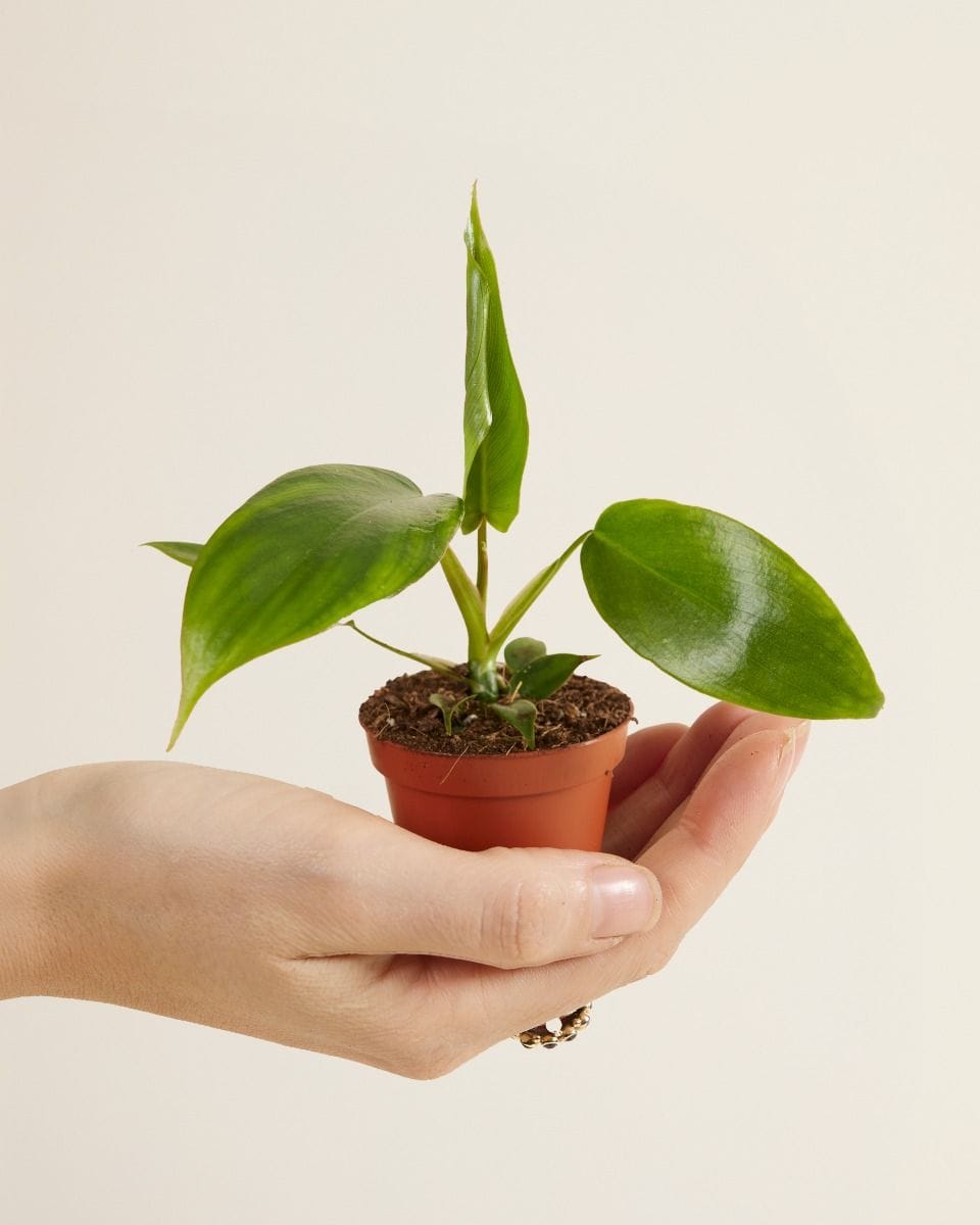 Baby Philodendron Glad Hands