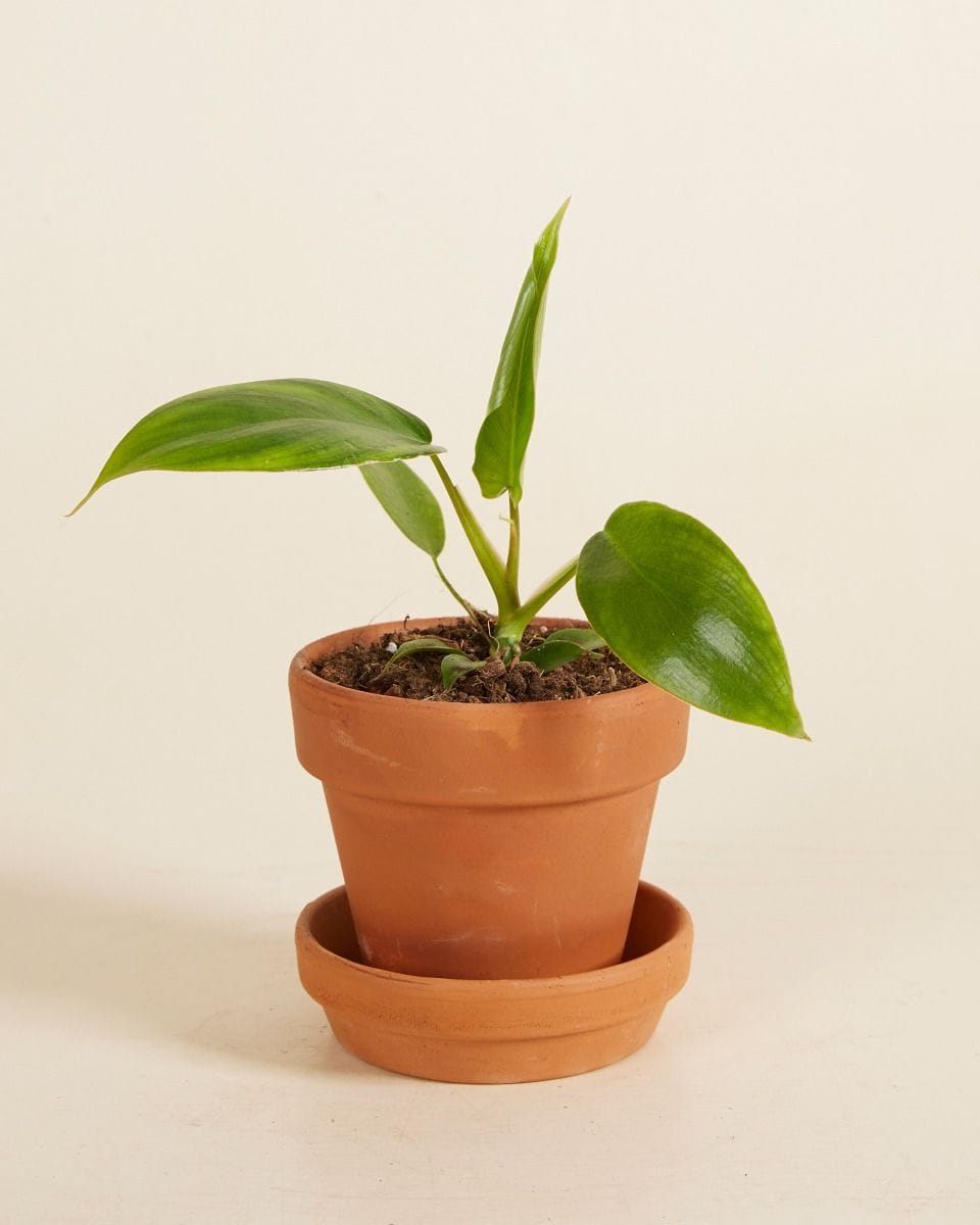 Baby Philodendron Glad Hands