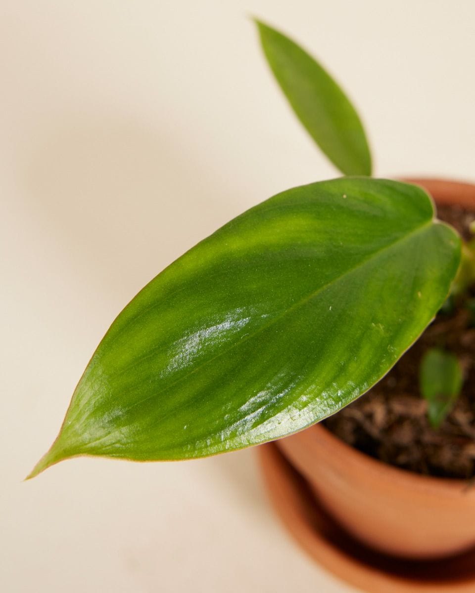 Baby Philodendron Glad Hands