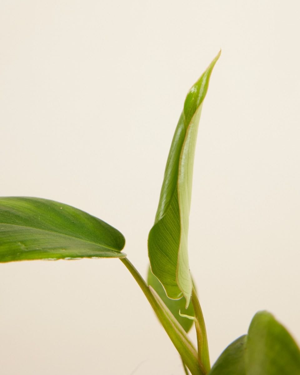 Baby Philodendron Glad Hands