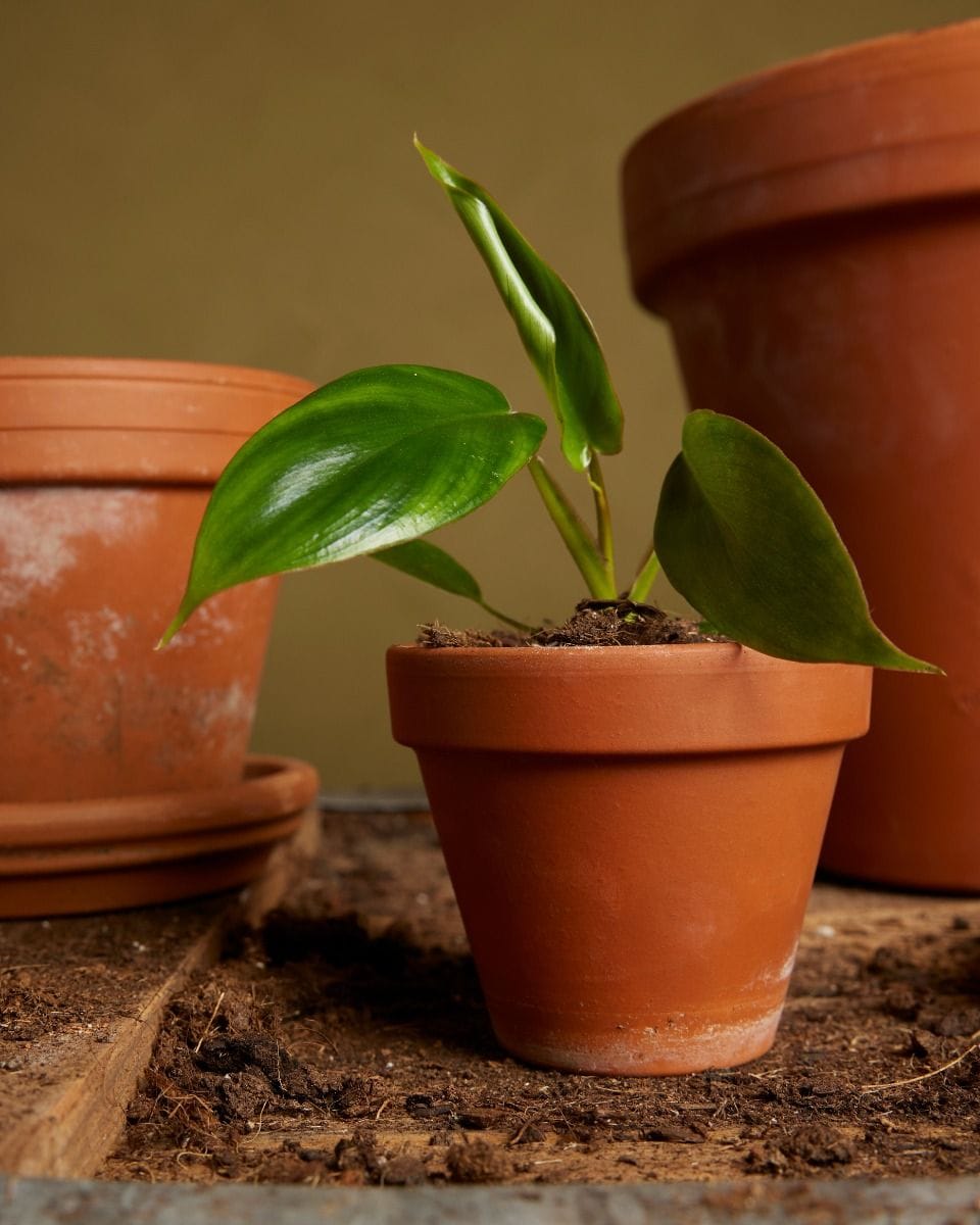 Baby Philodendron Glad Hands
