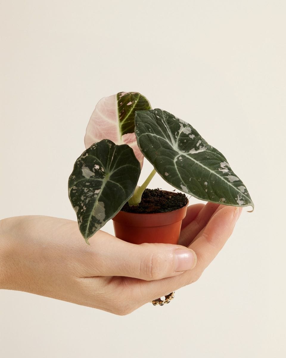Baby Alocasia Elephant Ear Black Velvet Pink Albo Variegated  (B-grade)