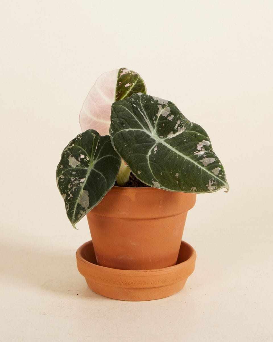 Baby Alocasia Elephant Ear Black Velvet Pink Albo Variegated  (B-grade)