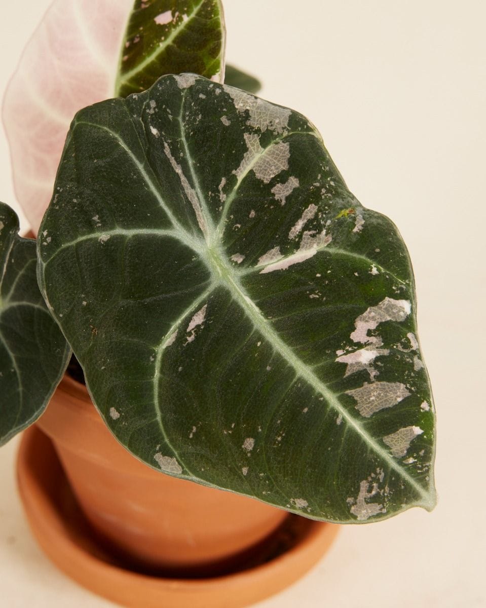 Baby Alocasia Elephant Ear Black Velvet Pink Albo Variegated  (B-grade)