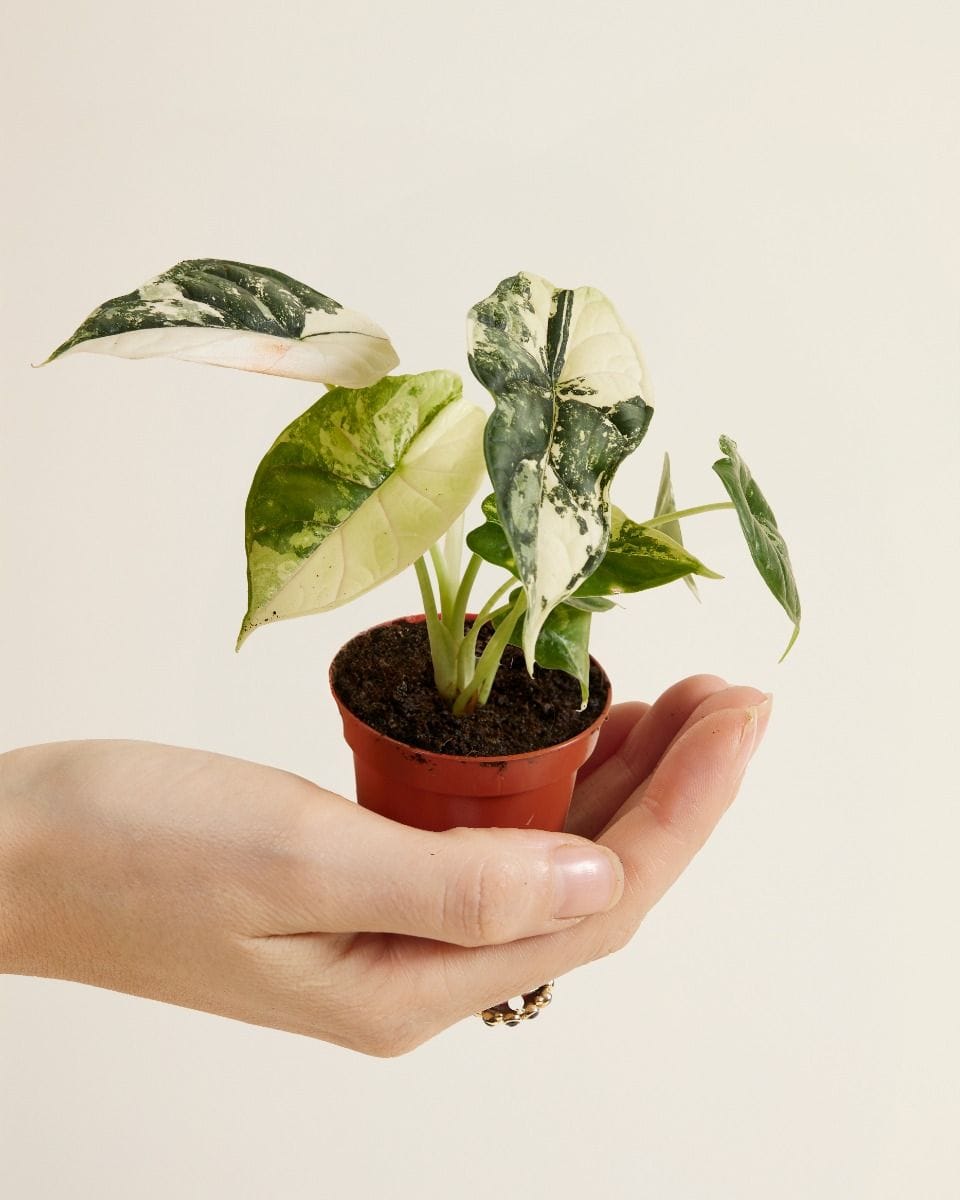 Baby Alocasia Dragon Scale Albo Variegated