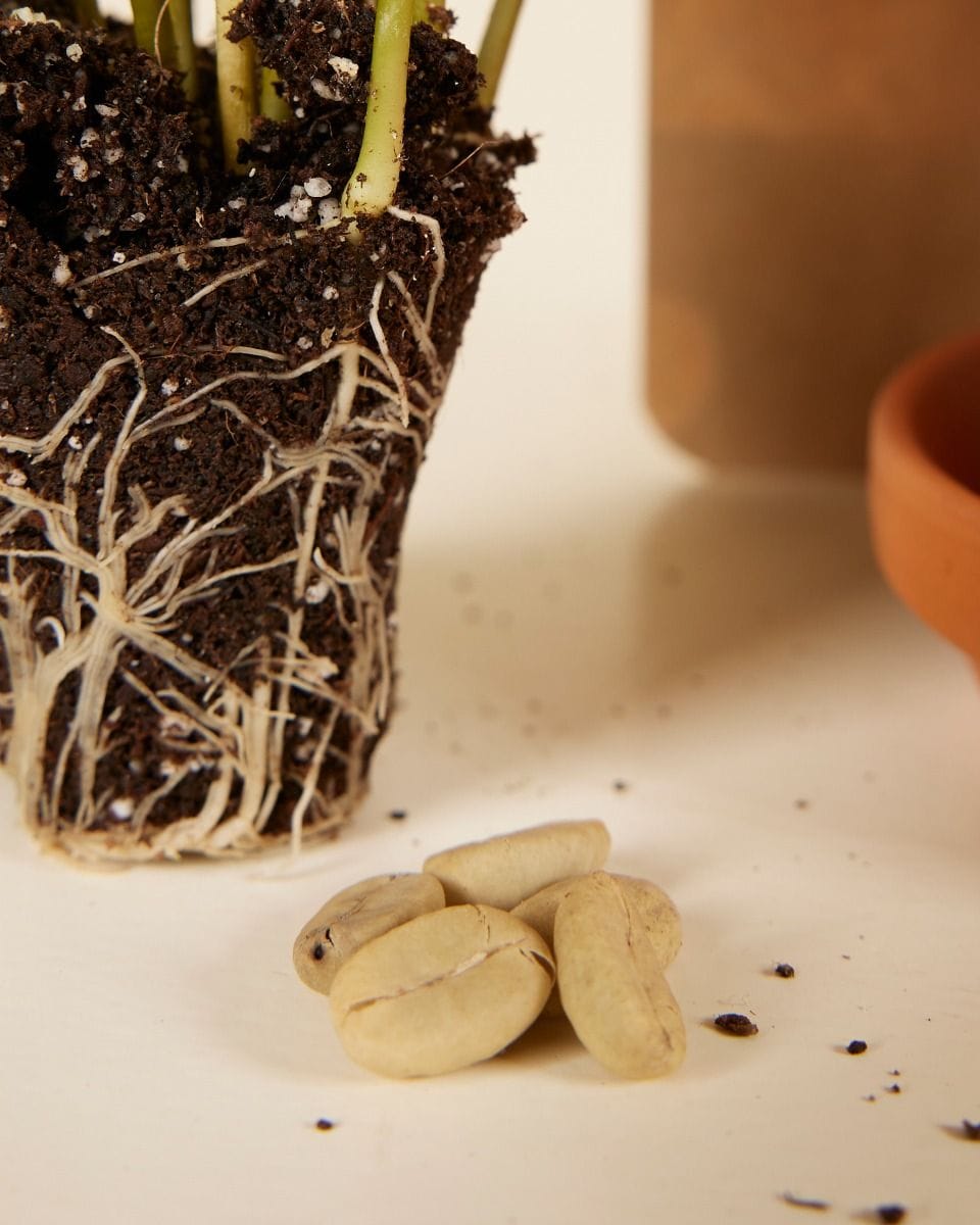 Baby Coffea Coffee plant Arabica seeds
