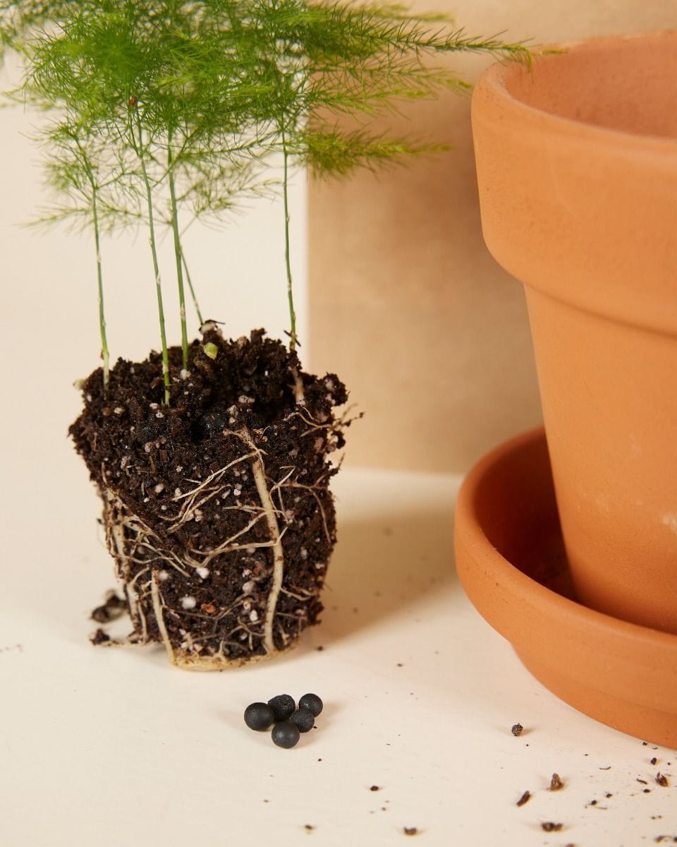 Baby Asparagus Sparrow Grass Fern seeds