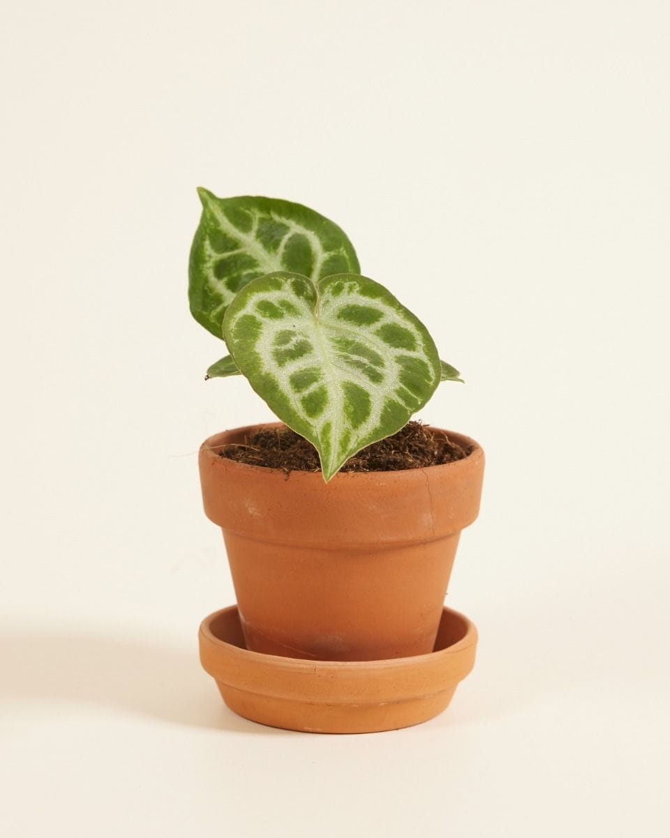 Baby Anthurium Flamingo flowers Silver Blush Seeds