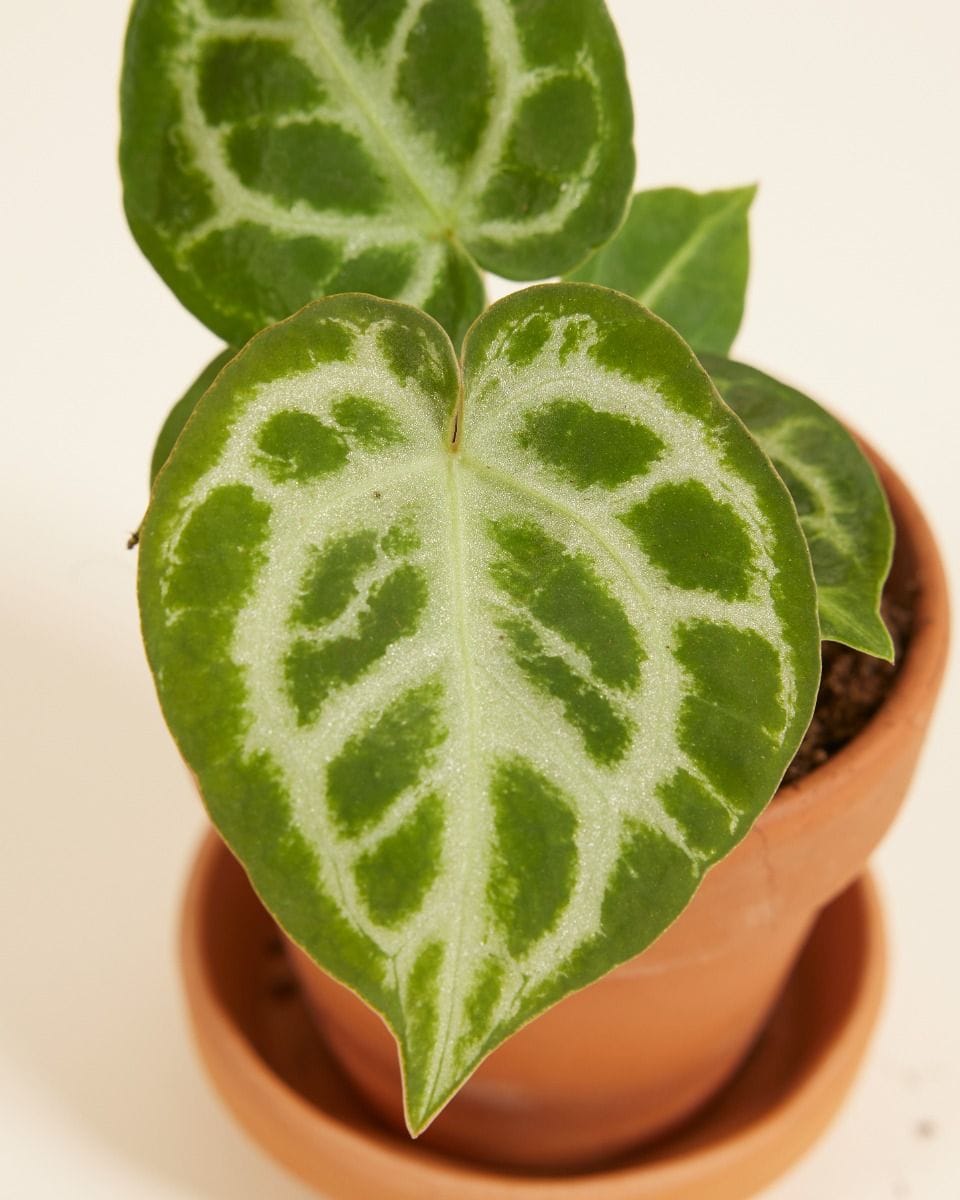 Baby Anthurium Flamingo flowers Silver Blush Seeds