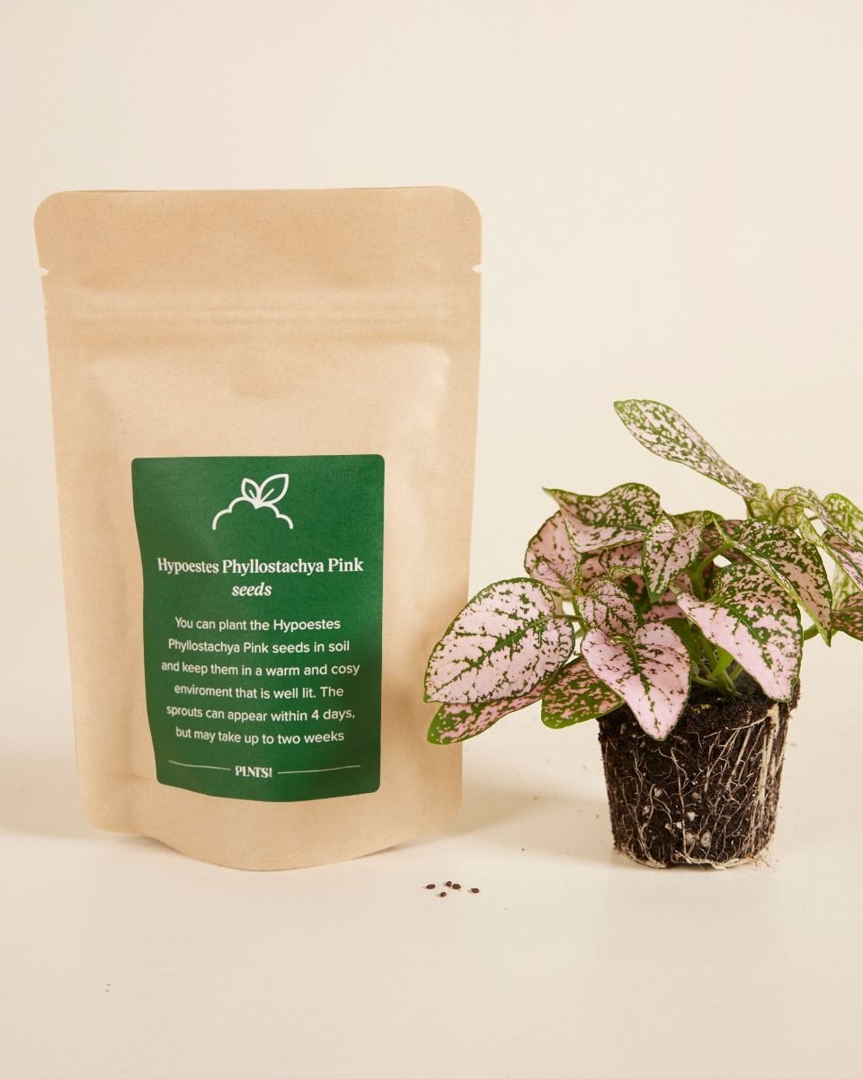 Baby Hypoestes Phyllostachya Pink seeds